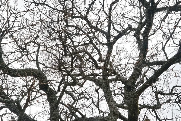 Kahle Bäume Winter Romena Der Gemeinde Pratovecchio Toskana Italien — Stockfoto