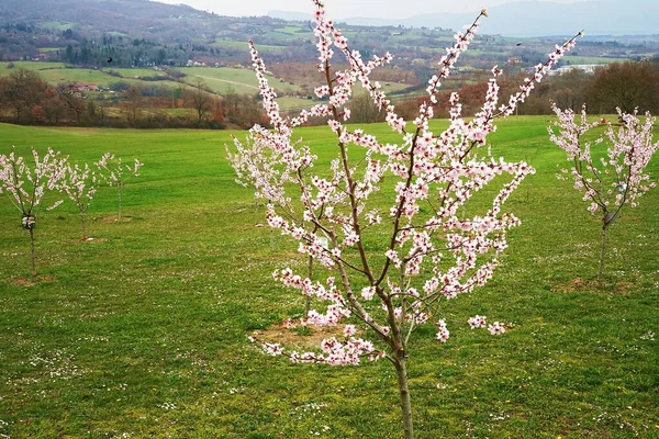 Almond Trees Bloom Countryside Romena Tuscany Italy — Stock Photo, Image