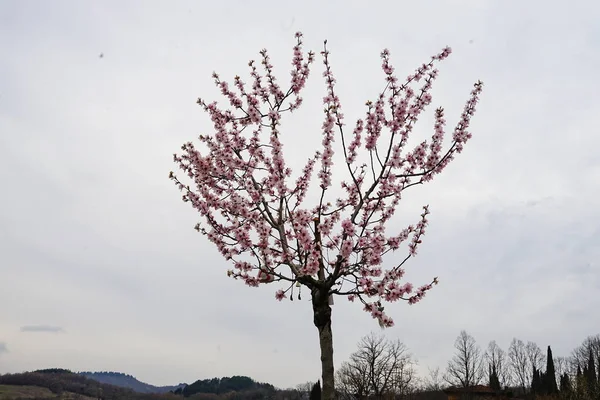 stock image Almond trees in bloom in the countryside of Romena, Tuscany, Italy