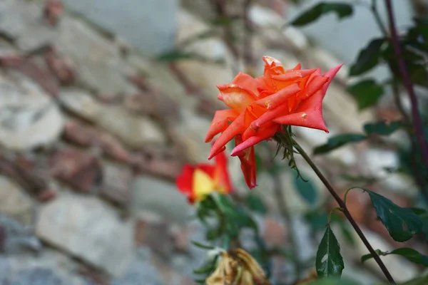 Rosa Vermelha Anghiari Toscana Ital — Fotografia de Stock