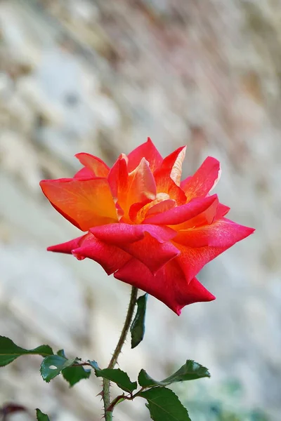 Red Rose Anghiari Tuscany Ital — Stock Photo, Image