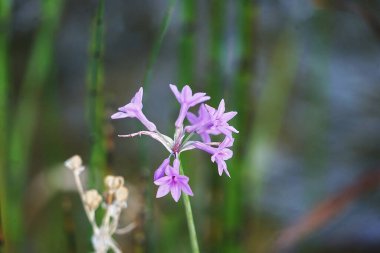 Boboli bahçesinde sarımsak çiçeği; Floransa, İtalya
