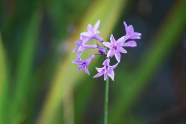 Boboli bahçesinde sarımsak çiçeği; Floransa, İtalya