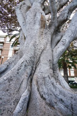 İtalya, Reggio Calabria 'nın sahil şeridinde asırlık ağaçlar.