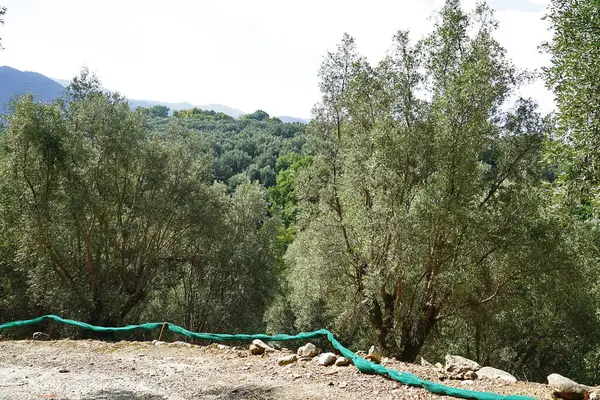 Aspromonte, Calabria, İtalya 'da zeytin ağaçları