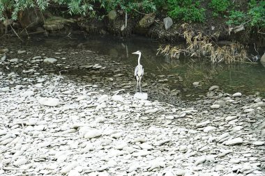 İtalya, Toskana 'daki Lamone Nehri' nde gri balıkçıl.