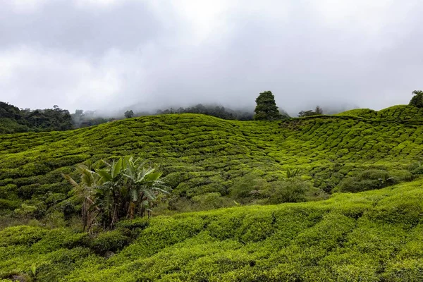 Чайна Плантація Малайзії — стокове фото