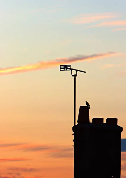 Vertical image of sunset silhouette of a bird on chimney with antenna