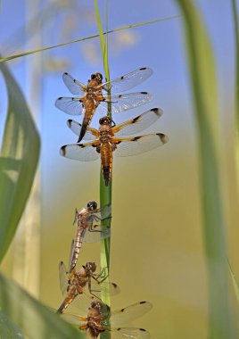 Dragonfly chasers perched on a reed clipart