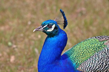 Tavuskuşu başı kenarı görünümü kapat