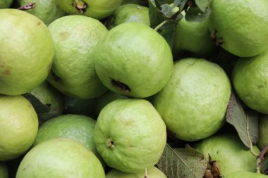Taze yeşil guava arka planı. Sağlıklı guava meyveleri
