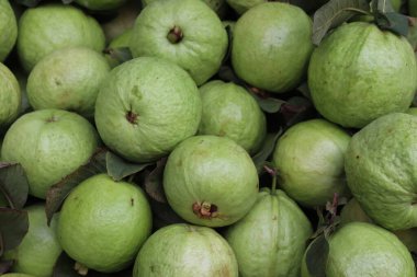Taze yeşil guava arka planı. Sağlıklı guava meyveleri