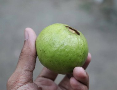 Guava hazır. El ele tutuşup guava meyvesi alın.