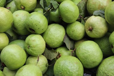 Taze yeşil guava arka planı. Sağlıklı guava meyveleri