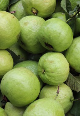 Taze yeşil guava arka planı. Sağlıklı guava meyveleri