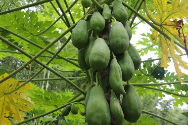 Ağaçta yeşil papaya meyveleri, Bangladeş