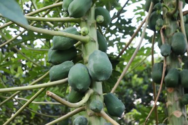 Ağaçta yeşil papaya meyveleri, Bangladeş
