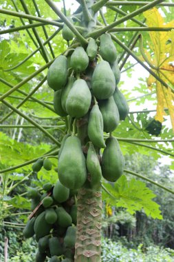Ağaçta sağlıklı papaya meyveleri, Bangladeş