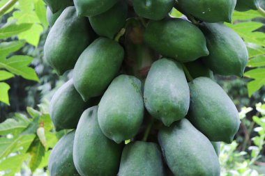 Ağaçta sağlıklı papaya meyveleri, Bangladeş