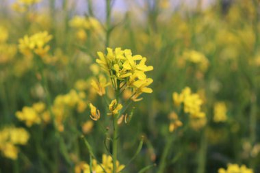 Tarlalarda sarı hardal çiçeği. Güzel manzara