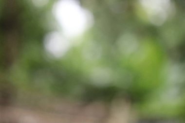 Soyut Arka Planı Bulanıklaştırın. Yeşil Yaprak Soyut Bulanıklık Arka Plan