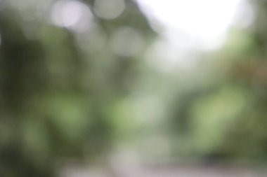 Soyut Arka Planı Bulanıklaştırın. Yeşil Yaprak Soyut Bulanıklık Arka Plan