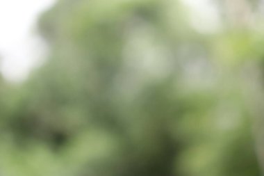 Soyut Arka Planı Bulanıklaştırın. Yeşil Yaprak Soyut Bulanıklık Arka Plan