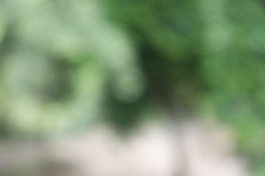 Soyut Arka Planı Bulanıklaştırın. Yeşil Yaprak Soyut Bulanıklık Arka Plan