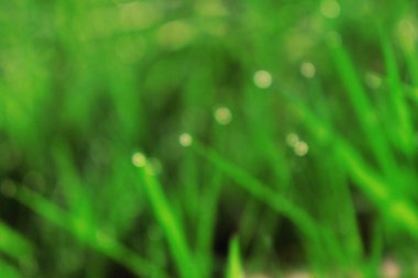 Soyut Görüntü Arkaplanı, Doğa Bulanıklığı 