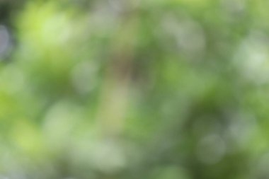 Soyut Arka Planı Bulanıklaştırın. Yeşil Yaprak Bulanıklığı Arka Plan