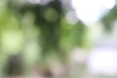 Soyut Arka Planı Bulanıklaştırın. Yeşil Yaprak Bulanıklığı Arka Plan