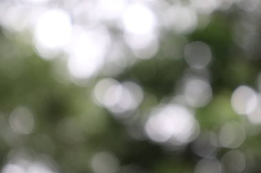 Soyut Arka Planı Bulanıklaştırın. Yeşil Yaprak Bulanıklığı Arka Plan