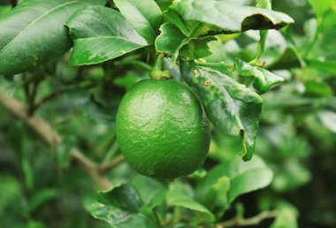 Bir daldan sarkan canlı, dokulu yeşil bir limonu yakından çek. Yoğun, yeşil yapraklar arasında, tazelik ve doğal güzelliği yakalar..