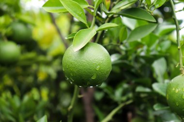 Yeşil narenciye, su damlaları, dallar ve yemyeşil yapraklara odaklan. Turunçgillerin tazeliği ve doğal güzelliği detaylarıyla yakalanır..