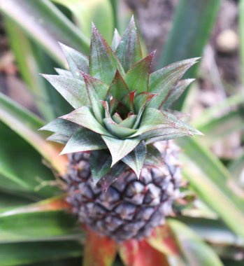 Ananas bitkisinin tacını gösteren odaklanmış bir çekim. Sivri uçlu yapraklar ve cildin doğal ışıktaki eşsiz desenini gösteriyor. Yakından bir bitki yakalıyor..