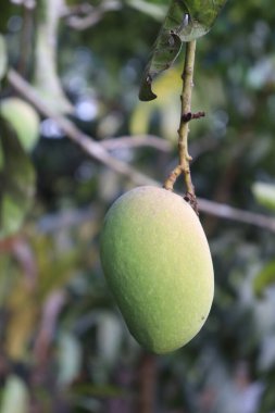 Benekli derili yeşil bir mango, güçlü bir dala ve canlı yeşil yapraklara bağlanmış..