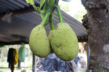 Canlı yakın plan gösterileri dallardan sarkan iki yeşil kaya meyvesi, kabuk detaylar ve bulanık arkaplanda yeşil yapraklar.