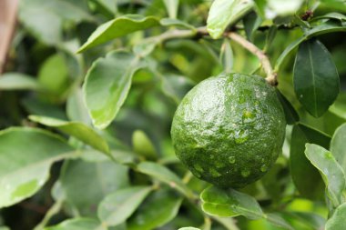 Bu göz hizasında bir dalda olgunlaşmamış bir Kaffir limonu var, su damlacıklarıyla süslenmiş ve yemyeşil yapraklarla çevrili, ferahlatıcı bir titreşim yaratıyor..