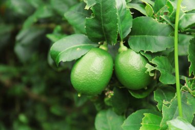 Bir dala asılmış taze yeşil limonların yakın çekimi, doğal gün ışığında yemyeşil yapraklar ve yemyeşil yapraklar sergiliyor, canlı, organik bir manzara yaratıyor..