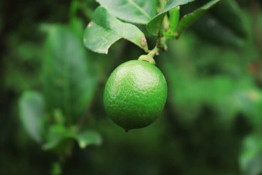 Yakın plan yeşil yapraklarla çevrili bir ağaçta asılı canlı bir kireç yakalıyor, doğal ışıkla aydınlatılıyor, desenli yüzeyi ve taze görünümünü gösteriyor..