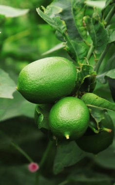 Yeşillik bir ağaçta yetişen taze, olgunlaşmamış limonları yakalıyor. Detaylar arasında parlak yapraklar, desenli deriler ve bahçedeki doğal güneş ışığı yer alıyor..