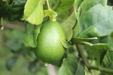 Daldaki canlı yeşil limonu, sulu dokusunu gösteren yaprakların arasında yakaladım. Mutfak, sağlık ve ferahlatıcı temalar için mükemmel bir ilave..