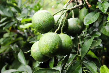 Taze olgunlaşmamış limonlar yemyeşil yaprakların arasında bir ağaç dalına tutunur, su damlacıkları canlı sahneyi güçlendirir.