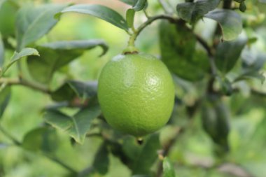 Yakından bakınca, yeşil yapraklarla çevrili bir ağaç dalından sarkan canlı yeşil bir kireç sergileniyor..