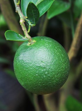 İzole Yakın Çekim Yeşil Malta. Güzel Yeşil Malta Meyve