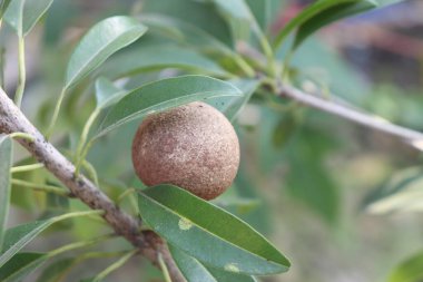 Gün ışığında yakalanan sapodilla meyvesi, bahçedeki yemyeşil yapraklarla vurgulanan bir ağaç dalına yapışır. Doku ve botanik tazeliği gösterir.