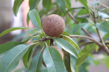 Yoğun yeşil yapraklarla çevrili bir ağaç dalından sarkan sapodilla meyvesinin yakın görüntüsü, doğal güneş ışığındaki botanik tazeliğini gösteriyor..