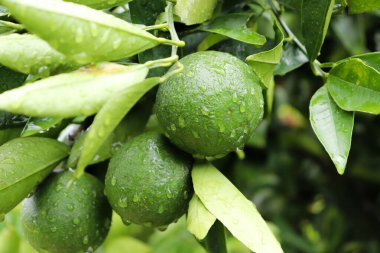 Olgunlaşmamış narenciye meyveleri ve su damlacıklarıyla süslenmiş yaprakların yer aldığı yakın çekim manzarası, bir ağaç dalında taze ürünler sergileniyor..