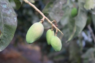 Açık hava ortamında bir ağaç dalında asılı duran olgunlaşmamış birkaç yeşil mango doğal meyve gelişimini gösteriyor..
