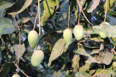 Yeşil, olgunlaşmamış mangoların yakın çekimi yoğun yaprakların arasında asılı, güneşli bir günde açık havada doğal güzellikleri yakalıyor..